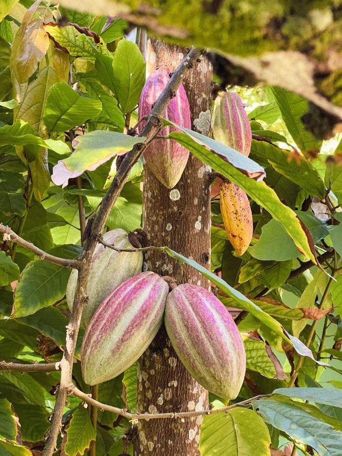 Pousada Morere Barra  Ngoại thất bức ảnh